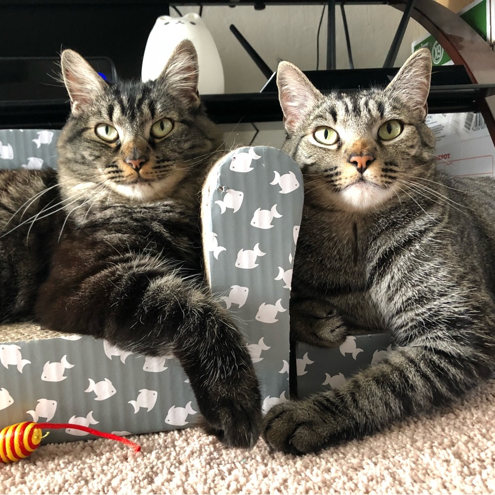 Meet your Posher, Tiffany